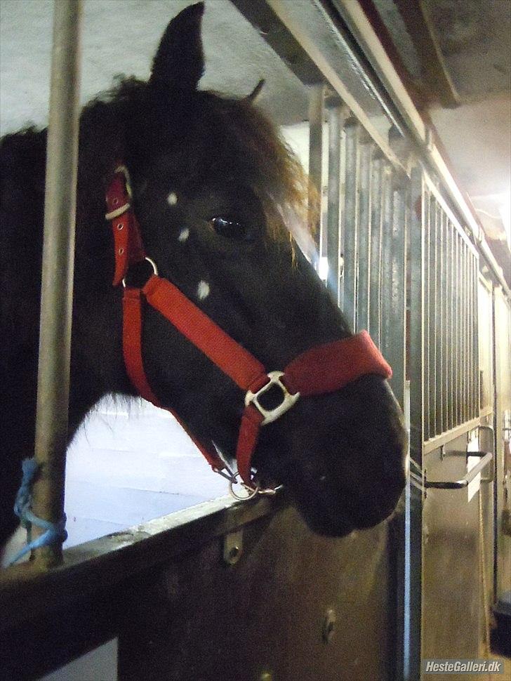 Welsh Cob (sec D) Chalfont Carrissima - Smukke hovde <3 <3 billede 18