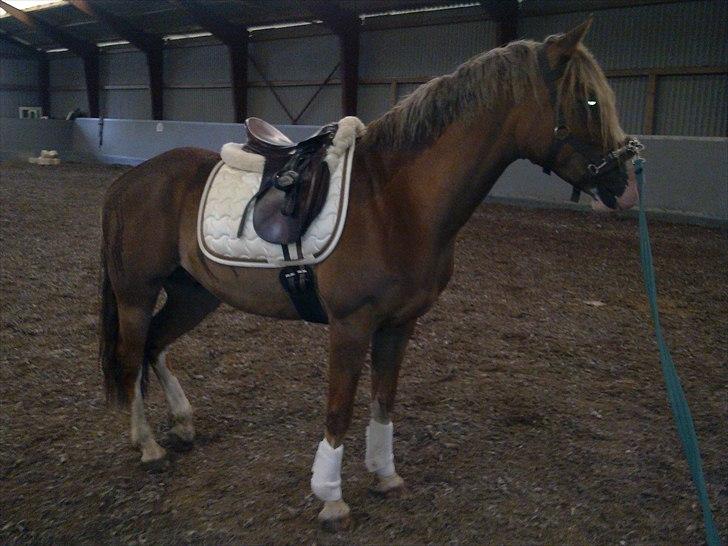 Welsh Cob (sec D) Khesjans Kandi Man - under tilridning billede 16