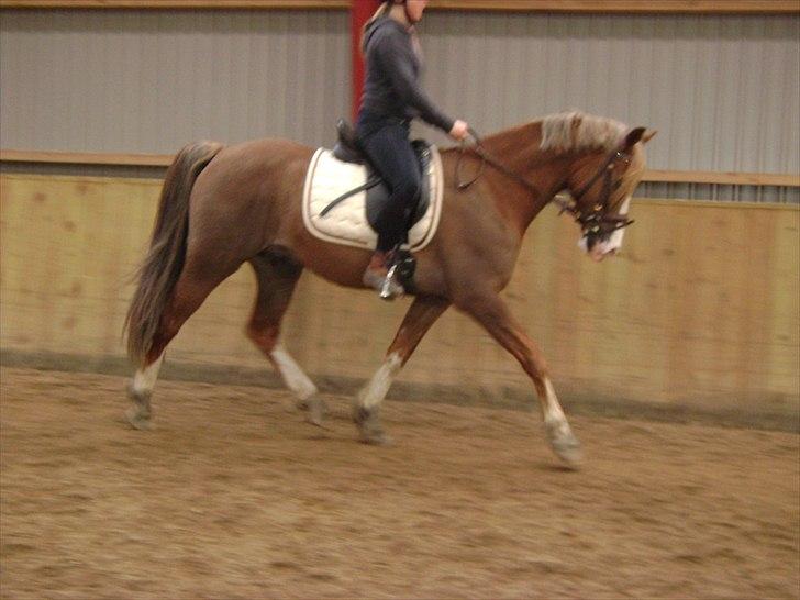 Welsh Cob (sec D) Khesjans Kandi Man - kandi under tilridning med laura (november 2010) billede 17