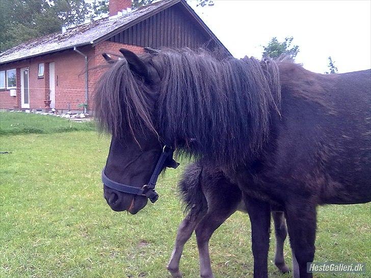 Shetlænder Stella billede 11