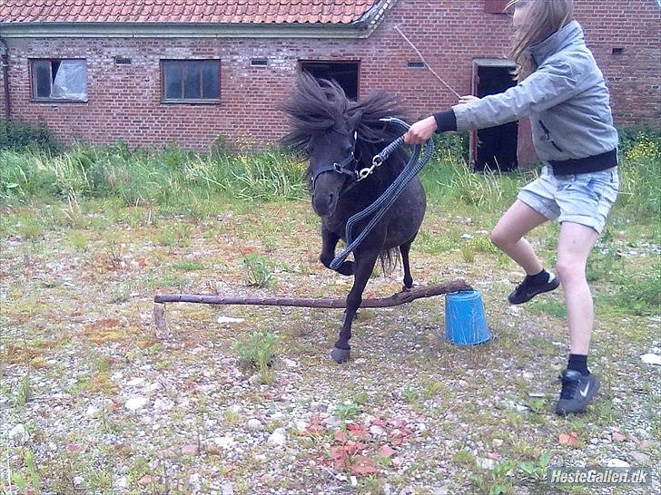 Shetlænder Stella - Laura og Stella billede 12