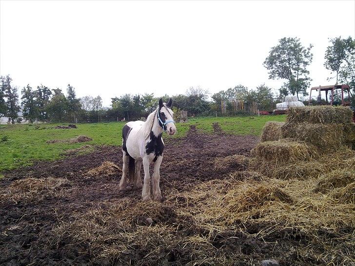 Tinker Pixie af stutteri stage (Daisy) - 2 år og kun lige flyttet ind ved mig :-) billede 4