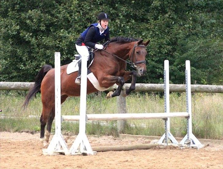 Dansk Varmblod Mariesminde's Tipula billede 1