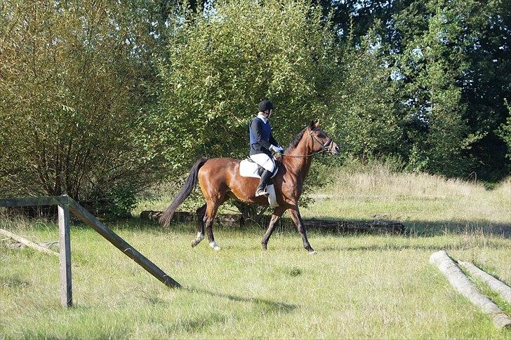 Dansk Varmblod Mariesminde's Tipula billede 2