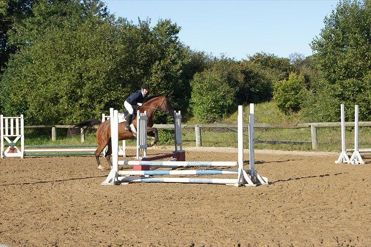Dansk Varmblod Mariesminde's Tipula billede 3