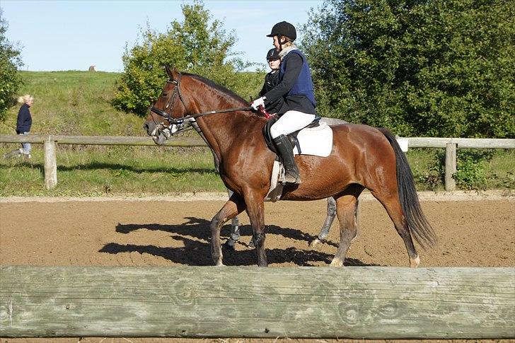 Dansk Varmblod Mariesminde's Tipula billede 4