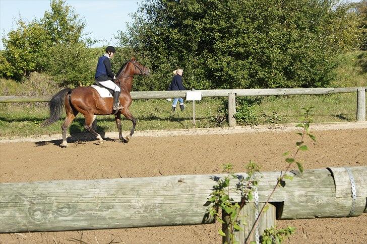 Dansk Varmblod Mariesminde's Tipula billede 5