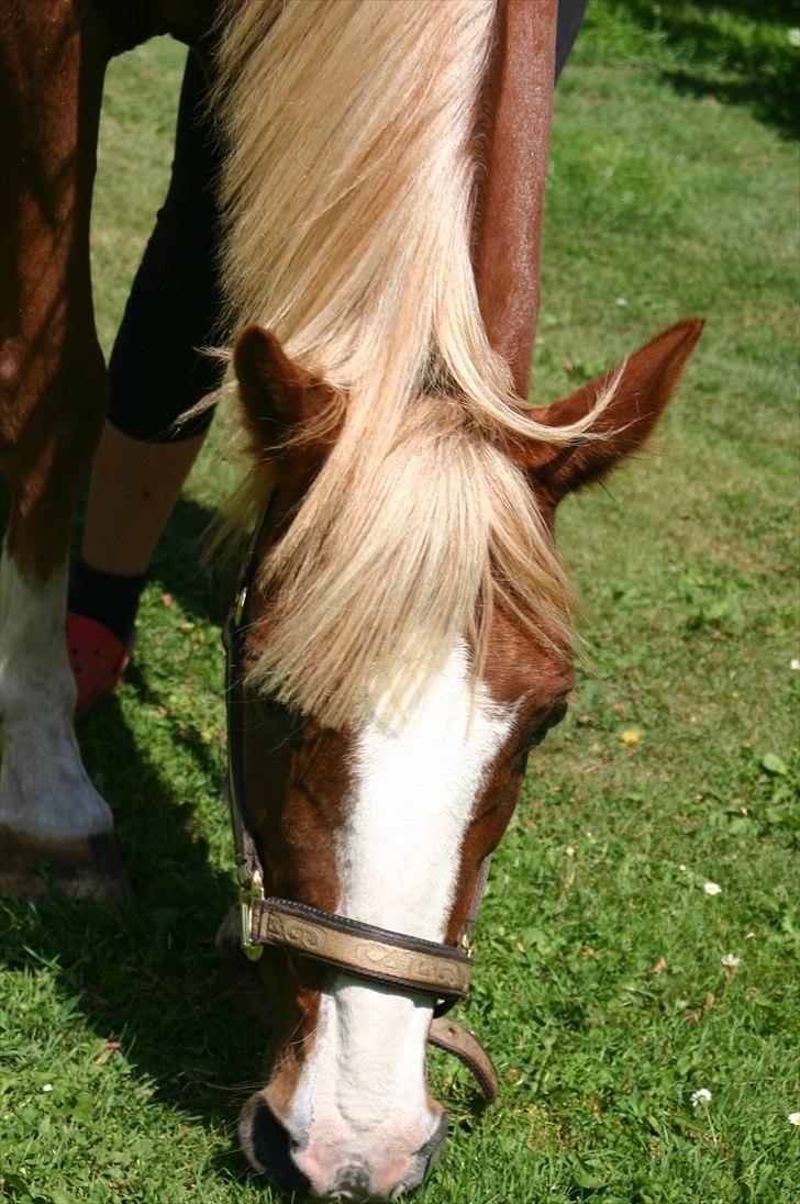 Anden særlig race |Pippi*Aflivet*| - Pipppi hjemme i vores baghave Tro det var hygge|Foto:Amalie K| billede 12