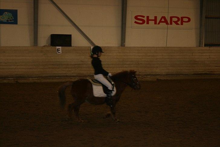 Shetlænder Laban ¤Har passet¤ - Opvarmning Foto: Mor billede 14