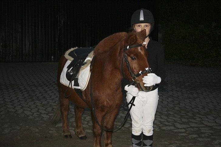 Shetlænder Laban ¤Har passet¤ - på vej ind i ride huset! Foto: Mor billede 15