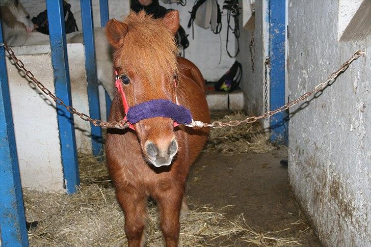 Shetlænder Laban ¤Har passet¤ - Laban er ved at blive gjort lækker til stævnet! Foto: Mig! billede 16