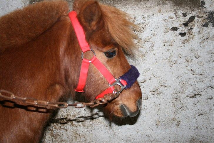 Shetlænder Laban ¤Har passet¤ - I love you boy! Foto: mig! billede 17