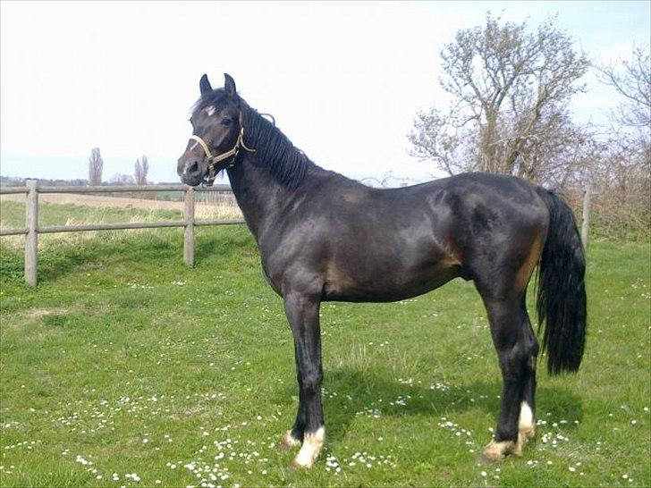 Oldenborg Okholms Armani II - Smukke Armani! (gamle ejers billed) billede 11