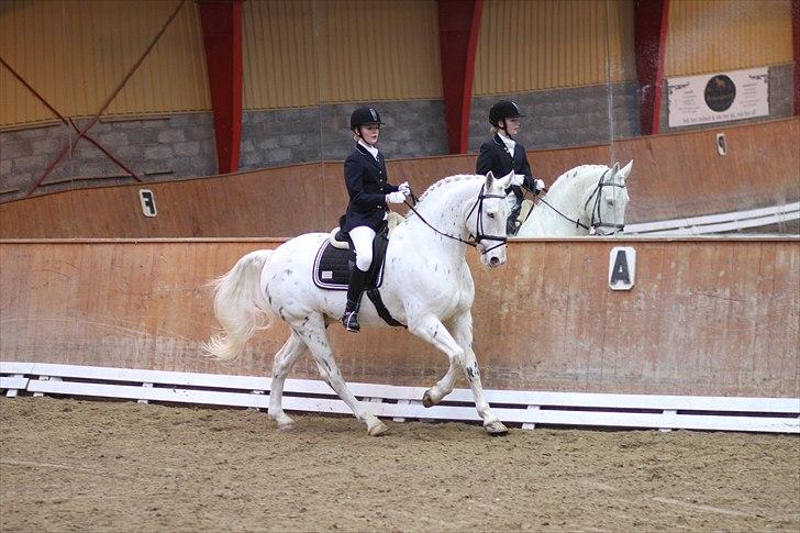 Knabstrupper Gelsådalens Zorro - Foto: Ridehesten billede 7