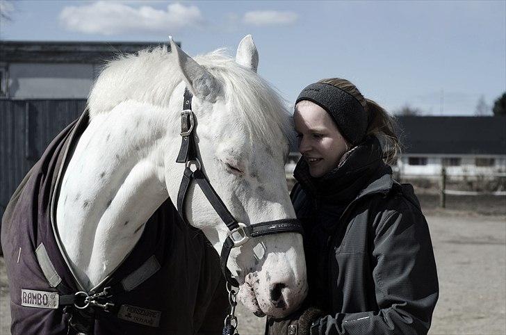 Knabstrupper Gelsådalens Zorro - Foto: Thorkild Ahm billede 3