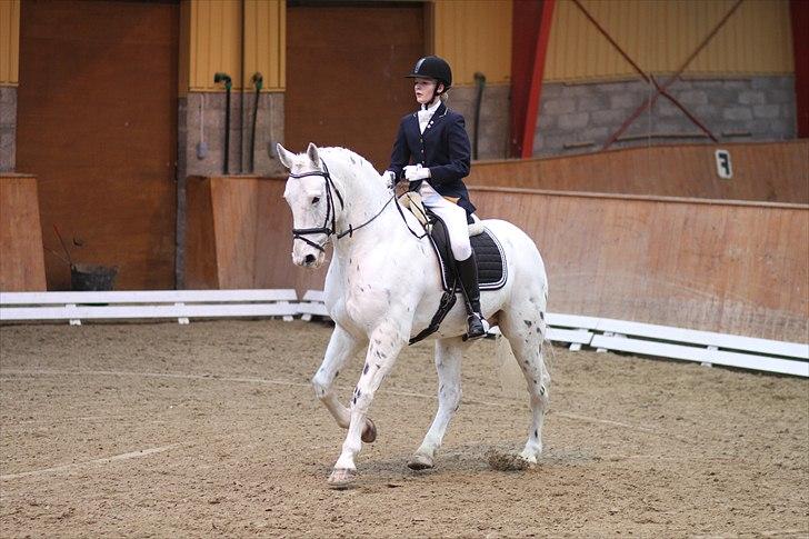 Knabstrupper Gelsådalens Zorro - Foto: Ridehesten billede 16