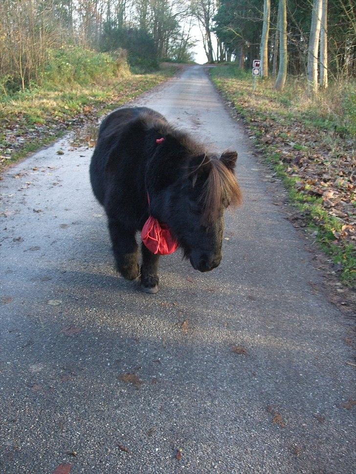 Miniature anemone billede 15