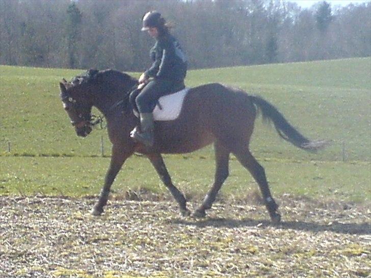 Dansk Varmblod Cecilia - 2008 hjemme billede 9