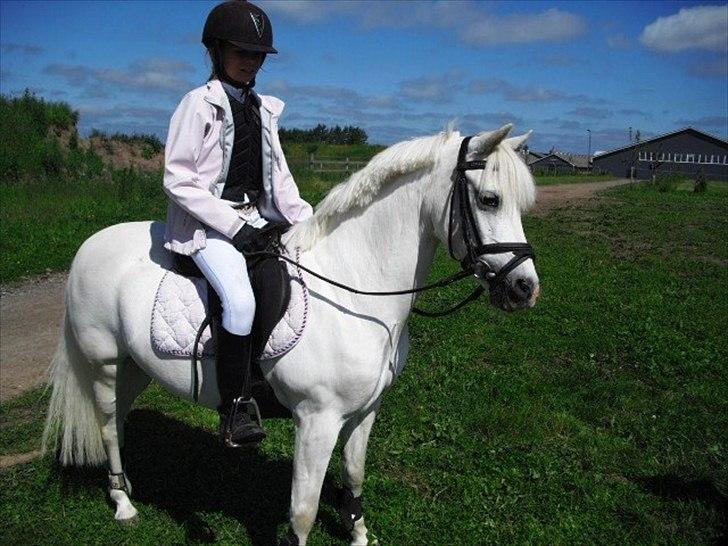 Welsh Mountain (sec A) Sun Star - Mig og Star efter klub mesterskabet billede 2
