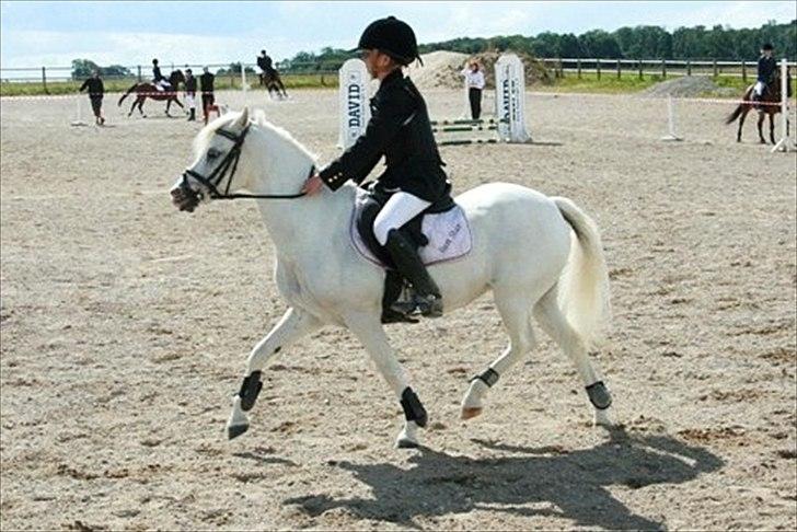 Welsh Mountain (sec A) Sun Star - Hvor er du fin Star billede 3