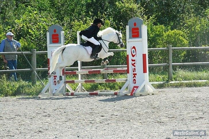 Welsh Mountain (sec A) Sun Star - Du er så fin Star<3 billede 5