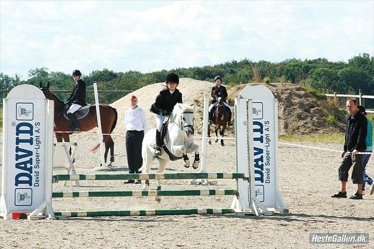 Welsh Mountain (sec A) Sun Star billede 6