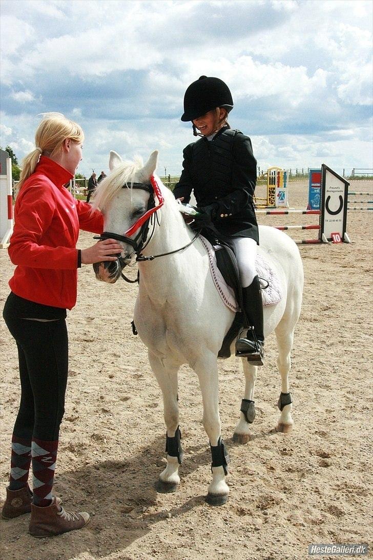 Welsh Mountain (sec A) Sun Star billede 9