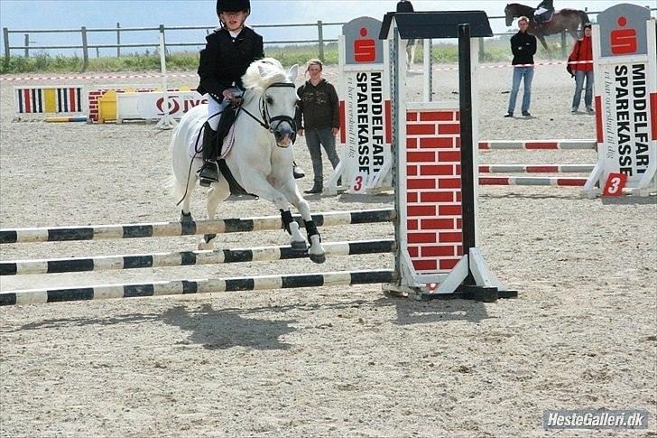 Welsh Mountain (sec A) Sun Star - Spring!!! billede 10