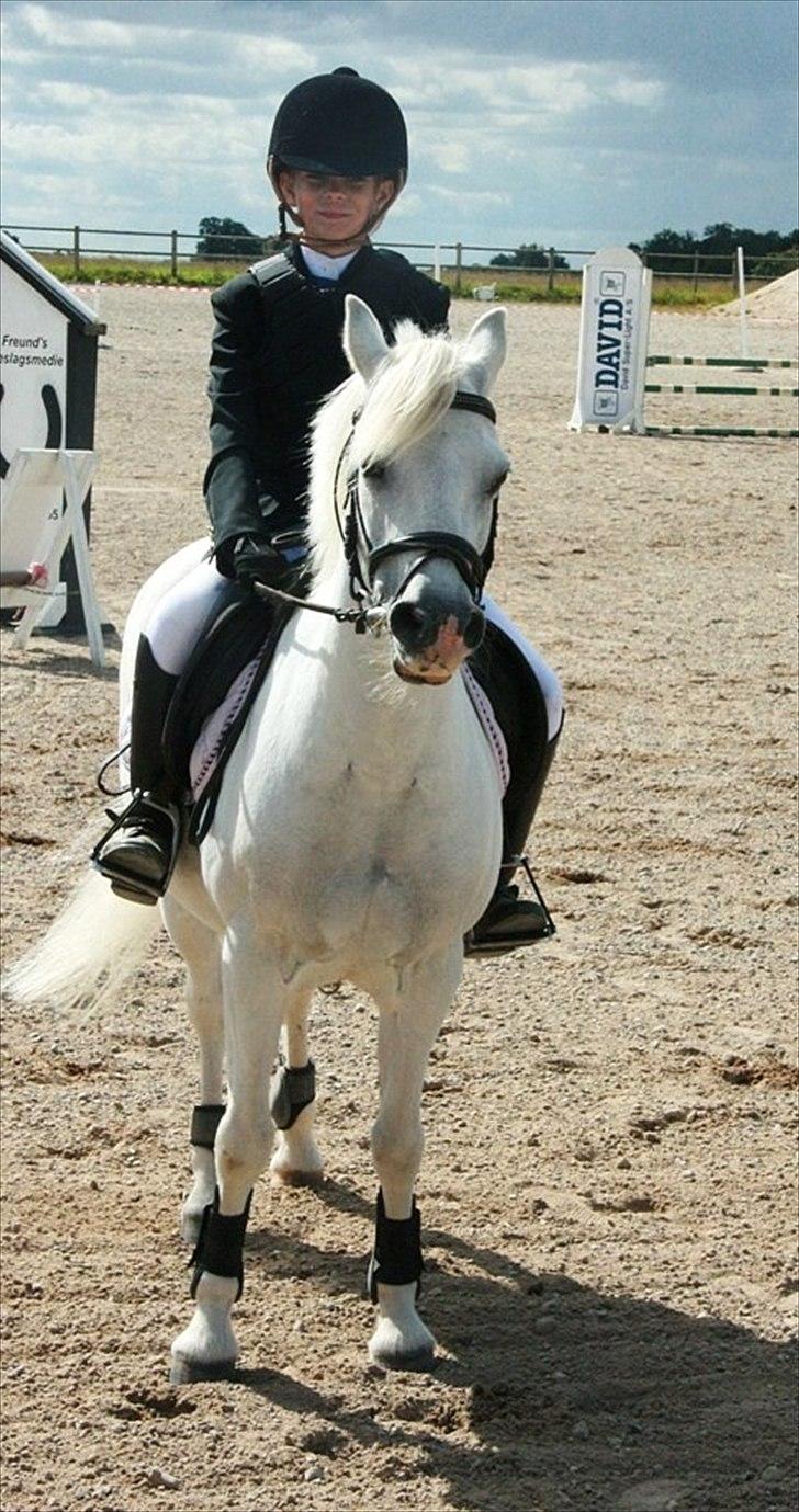 Welsh Mountain (sec A) Sun Star - Lækkre pony billede 11
