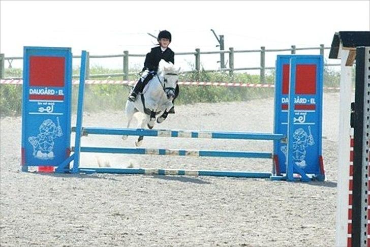 Welsh Mountain (sec A) Sun Star billede 12