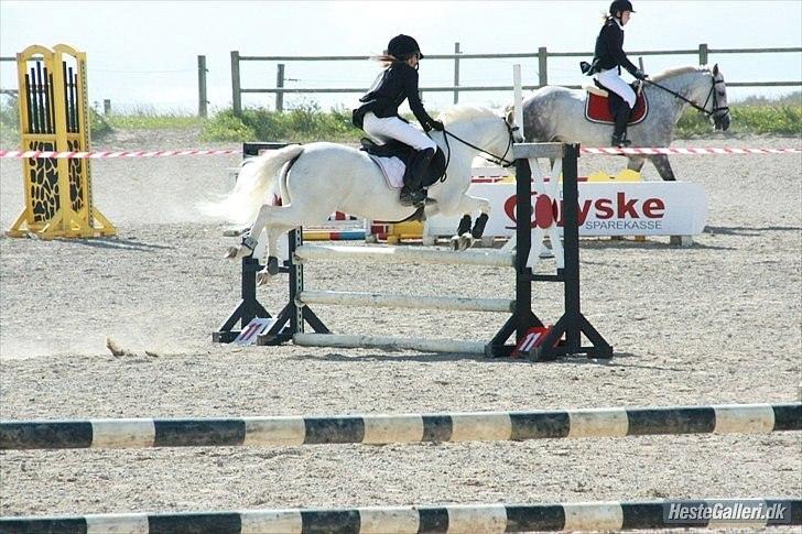 Welsh Mountain (sec A) Sun Star billede 13