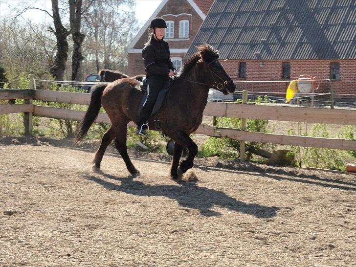 Islænder Djásni frá Fagranesi  - Velkommen til Djásni´s profil!  billede 1