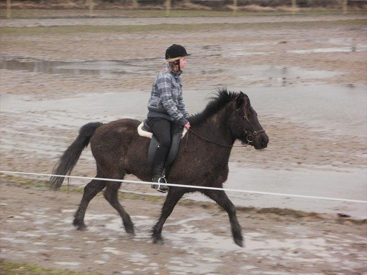 Islænder Djásni frá Fagranesi  billede 2