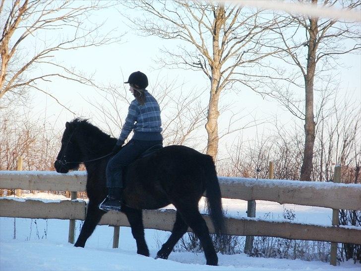 Islænder Djásni frá Fagranesi  - mig og djasni billede 3