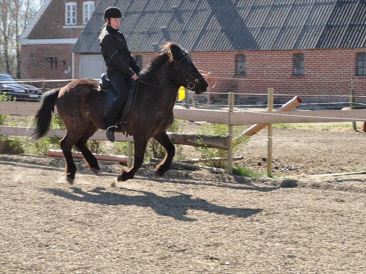 Islænder Djásni frá Fagranesi  billede 4