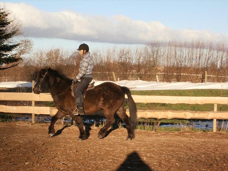 Islænder Djásni frá Fagranesi  billede 5