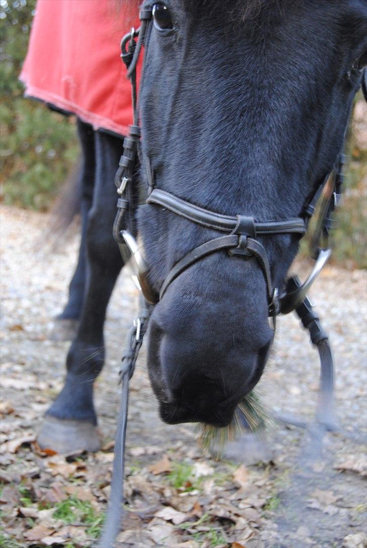 Traver Blackie - #19- Elsker dette billed! ved det ser mega mærkeligt ud :D men jeg kunne ikke tage et godt billed selv fordi hun hele tiden ville hen til mig og det er jo hvad man kalder kærlighed!:-* [foto-mor] billede 19