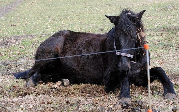 Traver Blackie - #20- Godnaaat ZZZzzzz [foto-mor] billede 20