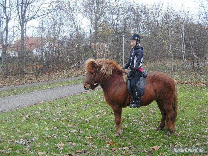 Islænder Vär F Ærtebjerg(død) <33 - d.14/11-2010 !ingen kopiring! billede 10