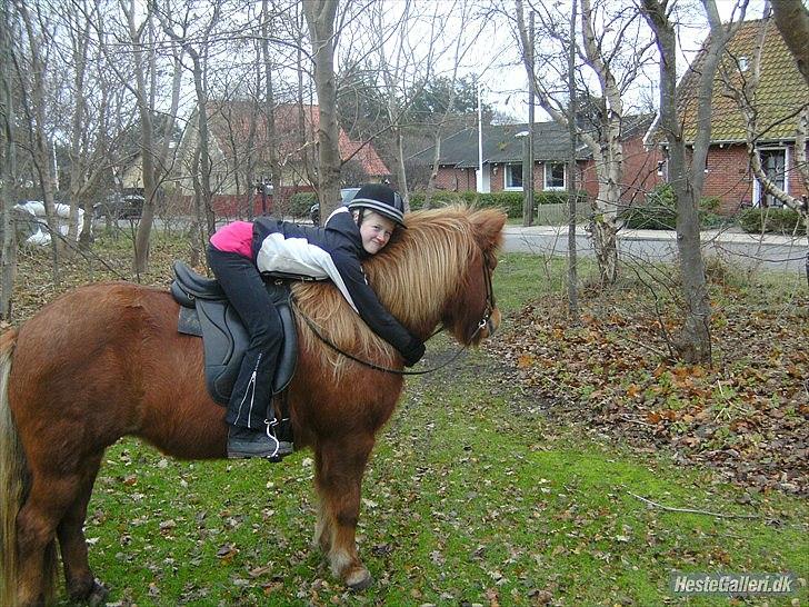 Islænder Vär F Ærtebjerg(død) <33 - d.14/11-2010 ! ingen kopiring ! billede 11