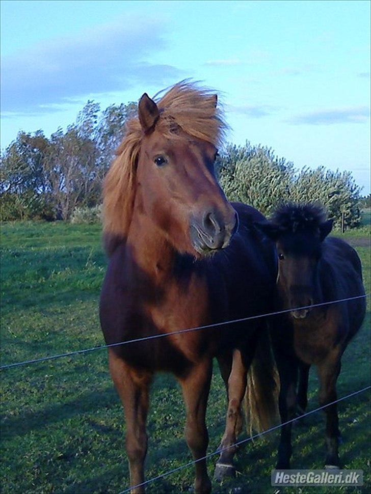 Islænder Vär F Ærtebjerg(død) <33 - Vär og baldi 2009 ! ingen kopiring! billede 12