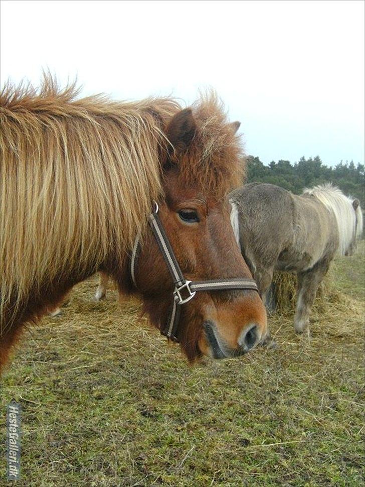 Islænder Vär F Ærtebjerg(død) <33 - d. 14/11-2010 !ingen kopiring! billede 13