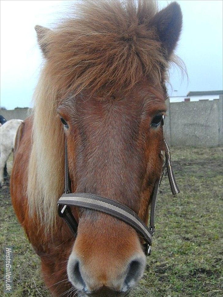 Islænder Vär F Ærtebjerg(død) <33 - d. 14/11-2010 !ingen kopiring! billede 14