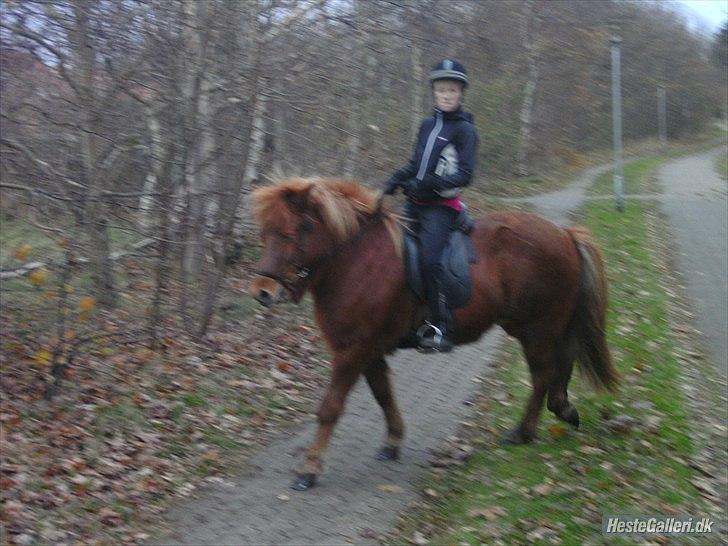 Islænder Vär F Ærtebjerg(død) <33 - d. 14/11-2010 !ingen kopiring! billede 15