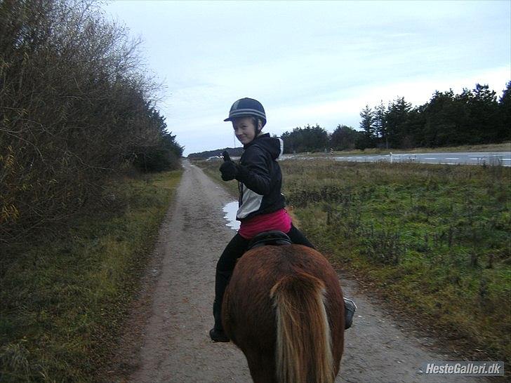 Islænder Vär F Ærtebjerg(død) <33 - d. 14/11-2010 ! ingen Kopiring! billede 16