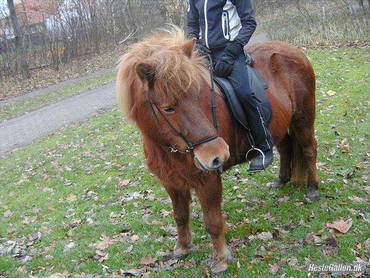 Islænder Vär F Ærtebjerg(død) <33 - d. 14/11-2010 ! ingen Kopiring! billede 17
