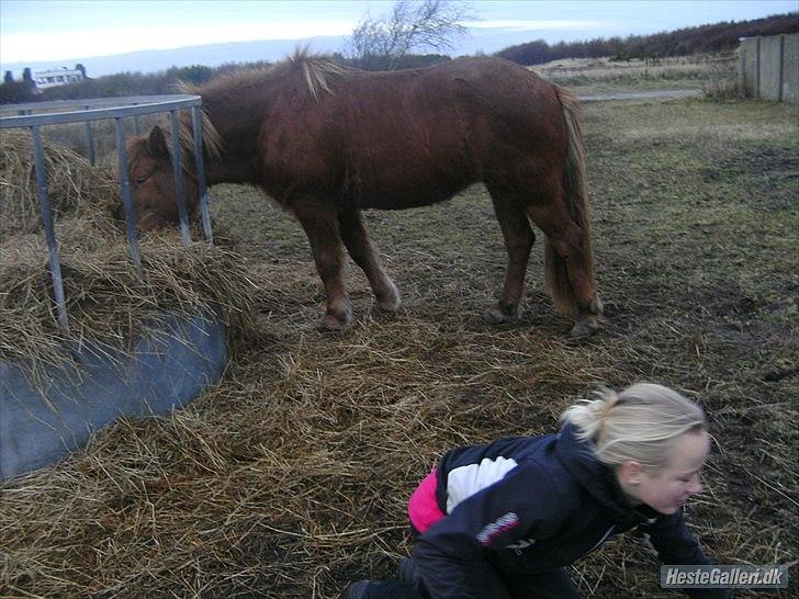 Islænder Vär F Ærtebjerg(død) <33 - d. 14/11-2010 ! ingen Kopiring! billede 18