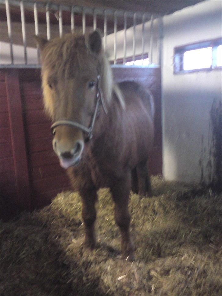 Islænder Vär F Ærtebjerg(død) <33 - d. 14/11-2010 ! ingen Kopiring! billede 19