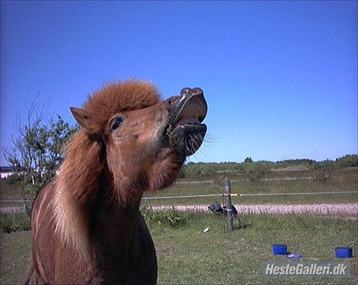 Islænder Vär F Ærtebjerg(død) <33 - Vär!<3 billede 20