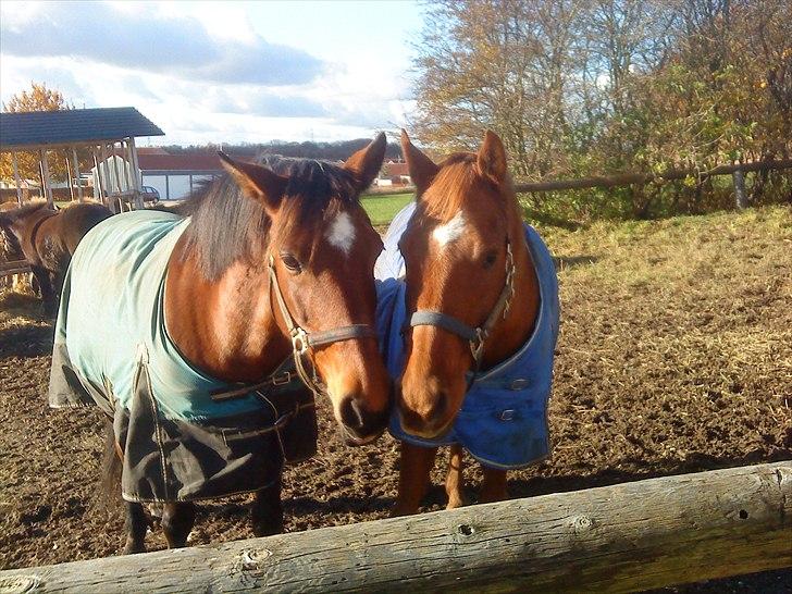 DSP Tavannah - Tavannah og Rivaldo.. Et smuk kærestepar billede 16